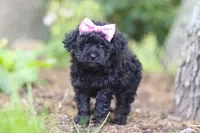 April, a female Poodle - Miniature  for sale in Sugarcreek, OH – 7 of 7