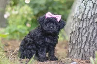 April, a female Poodle - Miniature  for sale in Sugarcreek, OH – 4 of 7