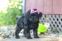 April, a female Poodle - Miniature  for sale in Sugarcreek, OH – 5 of 7
