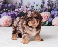 Chief, a male Miniature Goldendoodle for sale in Sugarcreek, OH – 2 of 5
