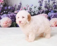 Conner, a male Miniature Goldendoodle for sale in Sugarcreek, OH – 5 of 5