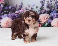 Chip, a male Miniature Goldendoodle for sale in Sugarcreek, OH – 5 of 5