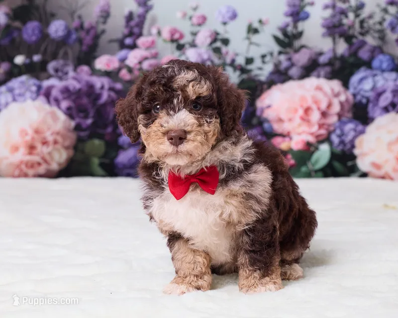 Chip – Miniature Goldendoodle puppy for sale in Sugarcreek, OH