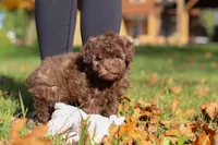 Karma, a female Poodle - Toy  for sale in Sugarcreek, OH – Photo 7 of 10