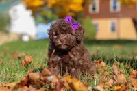 Karma, a female Poodle - Toy  for sale in Sugarcreek, OH – Photo 3 of 10