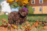 Karma, a female Poodle - Toy  for sale in Sugarcreek, OH – Photo 10 of 10