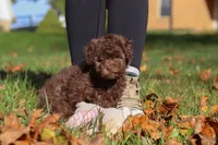 Karma, a female Poodle - Toy  for sale in Sugarcreek, OH – Photo 6 of 10
