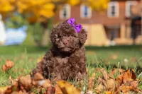 Karma, a female Poodle - Toy  for sale in Sugarcreek, OH – Photo 1 of 10