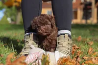 Karma, a female Poodle - Toy  for sale in Sugarcreek, OH – Photo 8 of 10