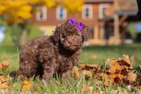 Karma, a female Poodle - Toy  for sale in Sugarcreek, OH – Photo 5 of 10