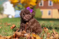 Karma, a female Poodle - Toy  for sale in Sugarcreek, OH – Photo 4 of 10