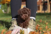 Karma, a female Poodle - Toy  for sale in Sugarcreek, OH – Photo 9 of 10