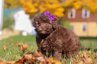 Karma, a female Poodle - Toy  for sale in Sugarcreek, OH – Photo 2 of 10