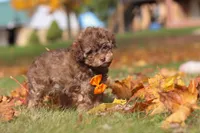 Wilson, a male Poodle - Toy  for sale in Sugarcreek, OH – Photo 3 of 10