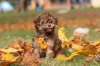 Wilson, a male Poodle - Toy  for sale in Sugarcreek, OH – Photo 10 of 10