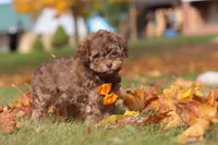 Wilson, a male Poodle - Toy  for sale in Sugarcreek, OH – Photo 5 of 10