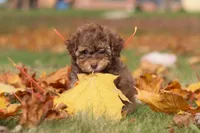 Wilson, a male Poodle - Toy  for sale in Sugarcreek, OH – Photo 9 of 10