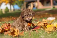 Wilson, a male Poodle - Toy  for sale in Sugarcreek, OH – Photo 4 of 10