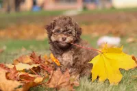 Wilson, a male Poodle - Toy  for sale in Sugarcreek, OH – Photo 8 of 10
