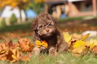 Wilson, a male Poodle - Toy  for sale in Sugarcreek, OH – Photo 2 of 10