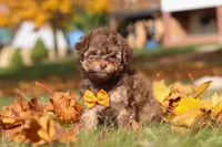 Wilson, a male Poodle - Toy  for sale in Sugarcreek, OH – Photo 1 of 10