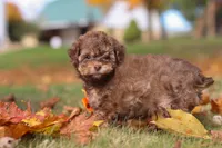 Wilson, a male Poodle - Toy  for sale in Sugarcreek, OH – Photo 6 of 10