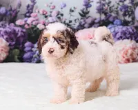 Cupcake, a female Miniature Goldendoodle for sale in Sugarcreek, OH – 5 of 5