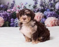 Chip, a male Miniature Goldendoodle for sale in Sugarcreek, OH – 2 of 5