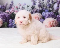 Conner, a male Miniature Goldendoodle for sale in Sugarcreek, OH – 3 of 5
