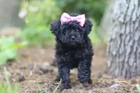 April, a female Poodle - Miniature  for sale in Sugarcreek, OH – 3 of 7