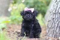 April, a female Poodle - Miniature  for sale in Sugarcreek, OH – 1 of 7