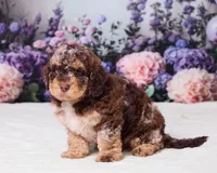 Chief, a male Miniature Goldendoodle for sale in Sugarcreek, OH – 5 of 5