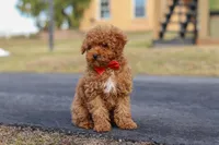 Otto, a male Poodle - Miniature  for sale in Sugarcreek, OH – Photo 2 of 8