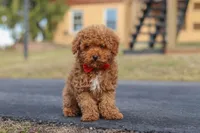 Otto, a male Poodle - Miniature  for sale in Sugarcreek, OH – Photo 4 of 8