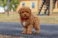 Otto, a male Poodle - Miniature  for sale in Sugarcreek, OH – Photo 1 of 8