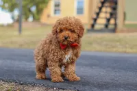 Otto, a male Poodle - Miniature  for sale in Sugarcreek, OH – Photo 5 of 8
