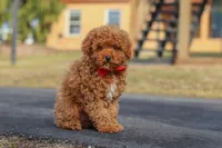 Otto, a male Poodle - Miniature  for sale in Sugarcreek, OH – Photo 8 of 8