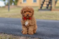 Otto, a male Poodle - Miniature  for sale in Sugarcreek, OH – Photo 3 of 8
