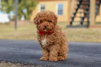 Otto, a male Poodle - Miniature  for sale in Sugarcreek, OH – Photo 7 of 8