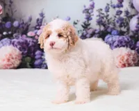 Calvin, a male Miniature Goldendoodle for sale in Sugarcreek, OH – 2 of 5