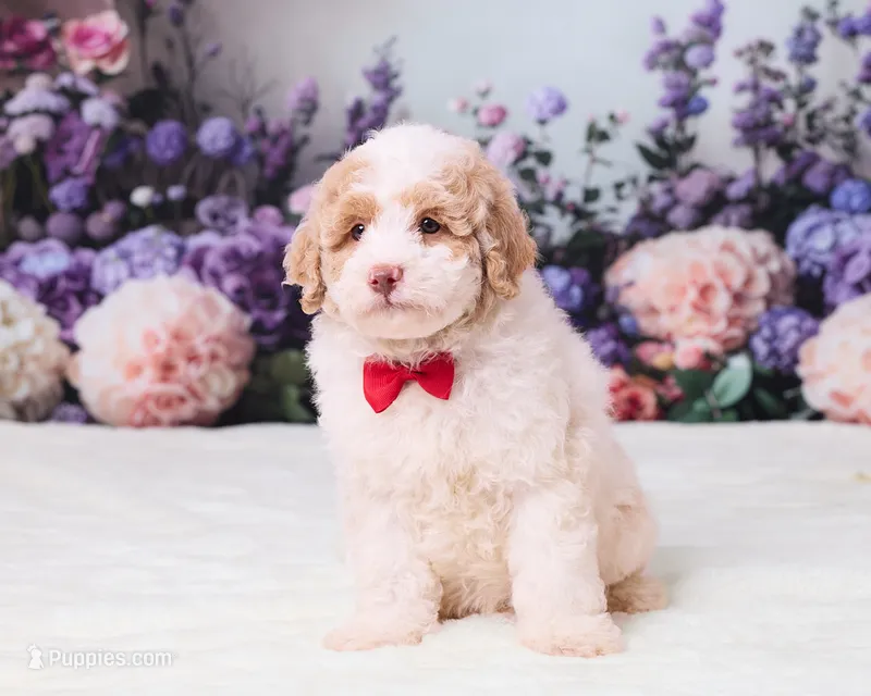 Calvin – Miniature Goldendoodle puppy for sale in Sugarcreek, OH
