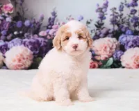 Calvin, a male Miniature Goldendoodle for sale in Sugarcreek, OH – 4 of 5