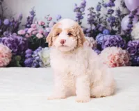 Calvin, a male Miniature Goldendoodle for sale in Sugarcreek, OH – 5 of 5