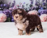 Chip, a male Miniature Goldendoodle for sale in Sugarcreek, OH – 4 of 5