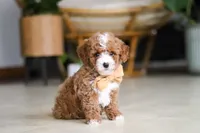 Omar, a male Poodle - Miniature  for sale in Sugarcreek, OH – Photo 3 of 7