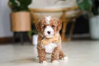 Omar, a male Poodle - Miniature  for sale in Sugarcreek, OH – Photo 4 of 7