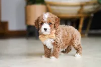 Omar, a male Poodle - Miniature  for sale in Sugarcreek, OH – Photo 5 of 7