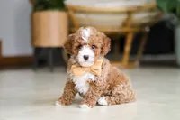 Omar, a male Poodle - Miniature  for sale in Sugarcreek, OH – Photo 1 of 7