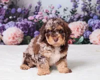 Chief, a male Miniature Goldendoodle for sale in Sugarcreek, OH – 4 of 5