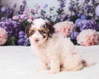 Cupcake, a female Miniature Goldendoodle for sale in Sugarcreek, OH – 4 of 5